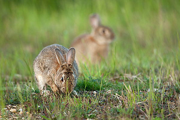 Wildkaninchen (Oryctolagus cuniculus)