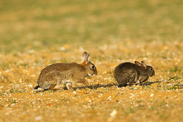 Wildkaninchen (Oryctolagus cuniculus)