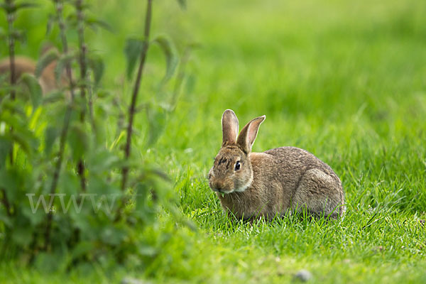 Wildkaninchen (Oryctolagus cuniculus)