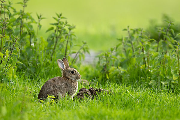 Wildkaninchen (Oryctolagus cuniculus)