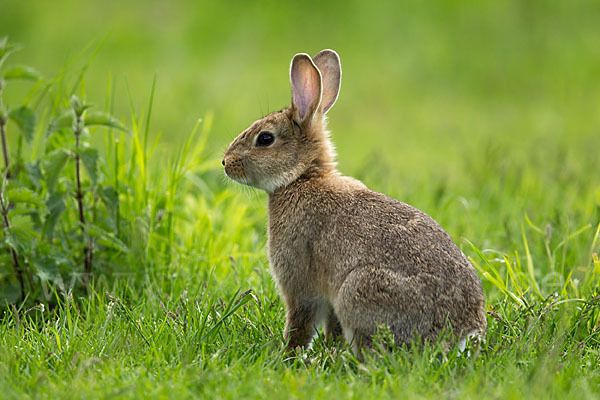 Wildkaninchen (Oryctolagus cuniculus)