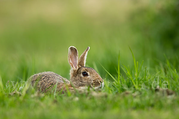 Wildkaninchen (Oryctolagus cuniculus)