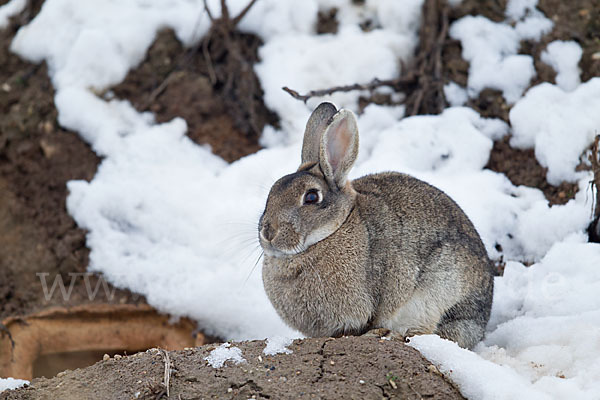 Wildkaninchen (Oryctolagus cuniculus)