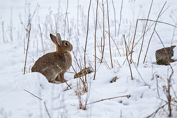 Wildkaninchen (Oryctolagus cuniculus)