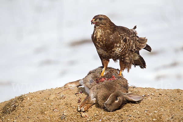 Wildkaninchen (Oryctolagus cuniculus)