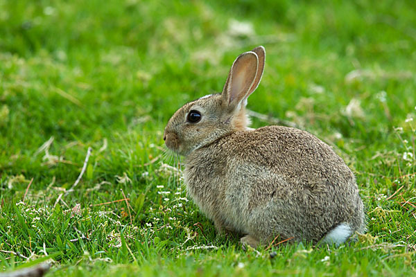 Wildkaninchen (Oryctolagus cuniculus)