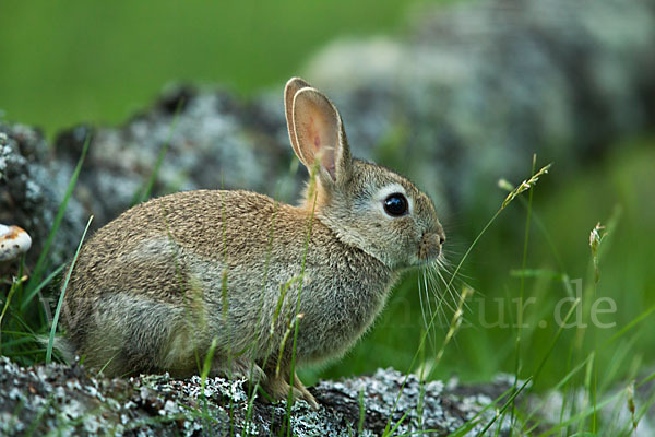 Wildkaninchen (Oryctolagus cuniculus)