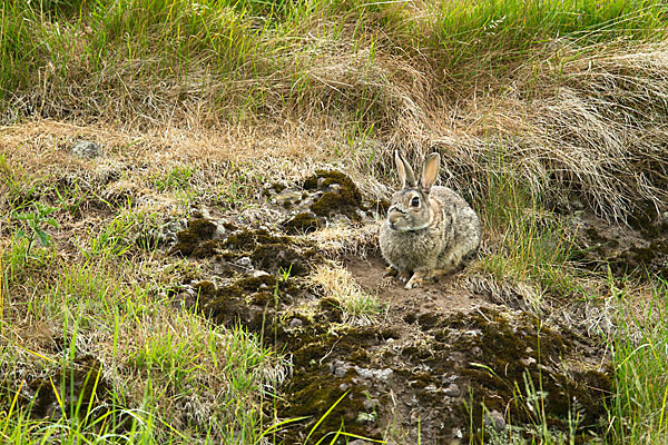 Wildkaninchen (Oryctolagus cuniculus)