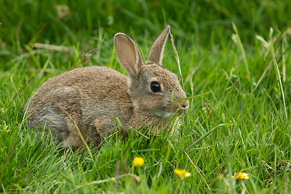 Wildkaninchen (Oryctolagus cuniculus)