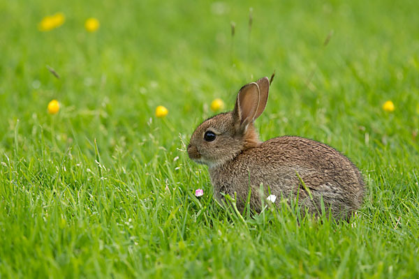 Wildkaninchen (Oryctolagus cuniculus)