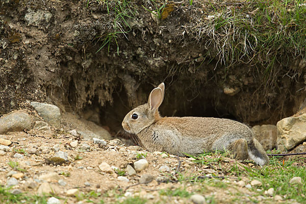 Wildkaninchen (Oryctolagus cuniculus)