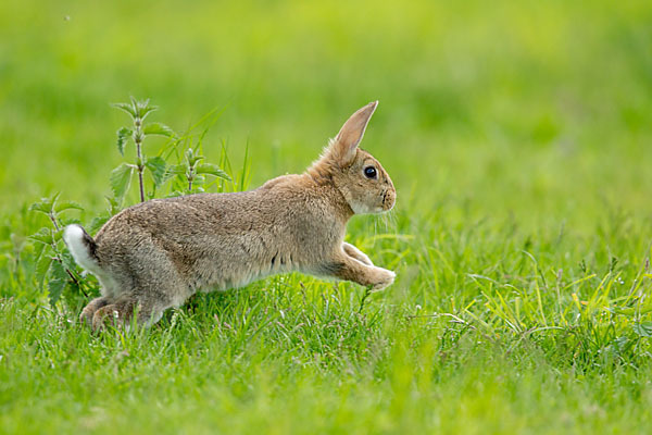 Wildkaninchen (Oryctolagus cuniculus)