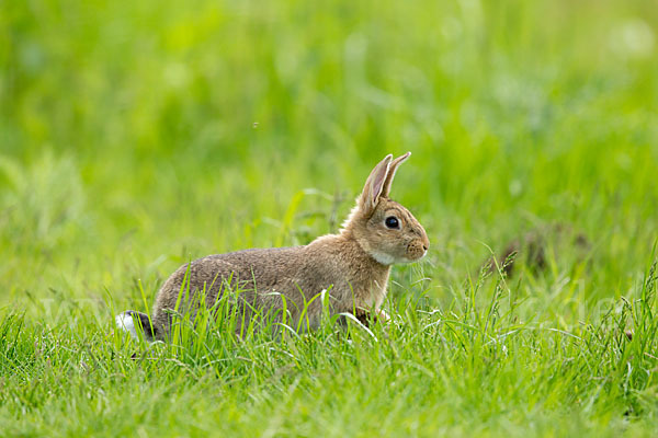 Wildkaninchen (Oryctolagus cuniculus)