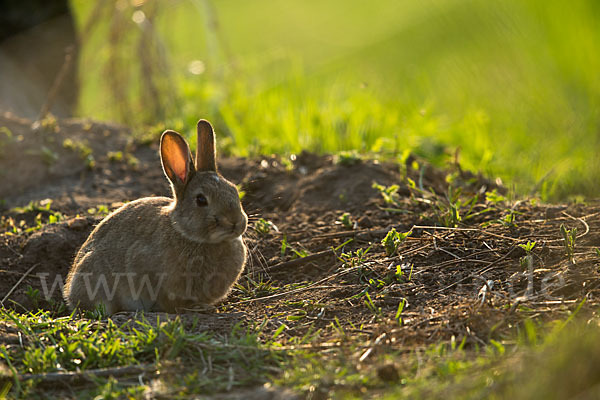 Wildkaninchen (Oryctolagus cuniculus)