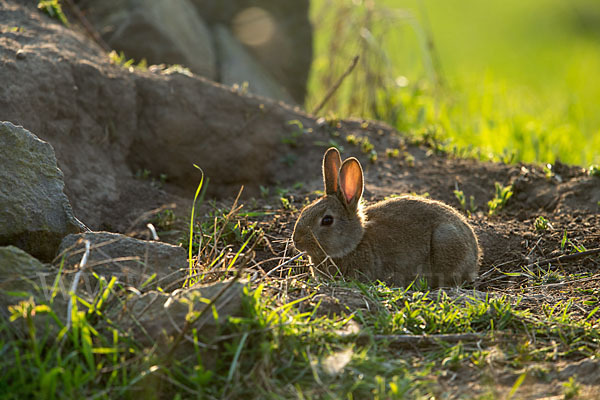 Wildkaninchen (Oryctolagus cuniculus)