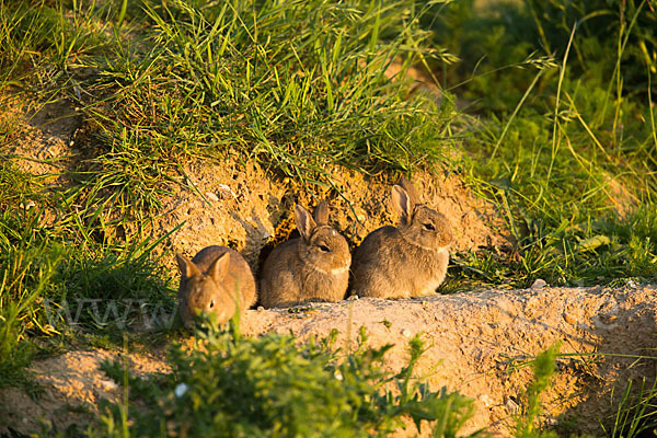 Wildkaninchen (Oryctolagus cuniculus)