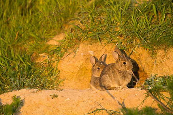 Wildkaninchen (Oryctolagus cuniculus)