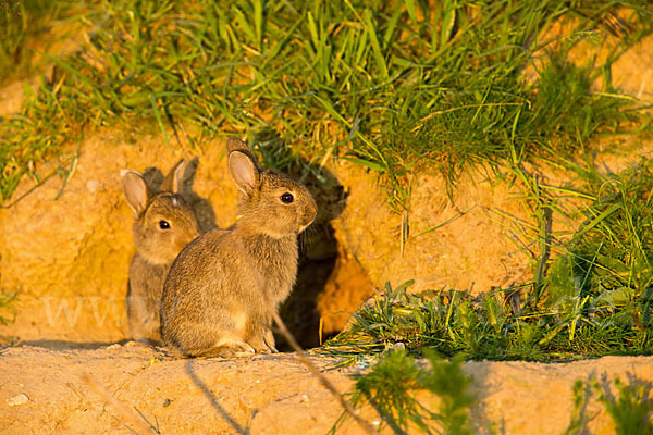 Wildkaninchen (Oryctolagus cuniculus)