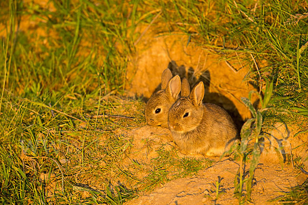 Wildkaninchen (Oryctolagus cuniculus)