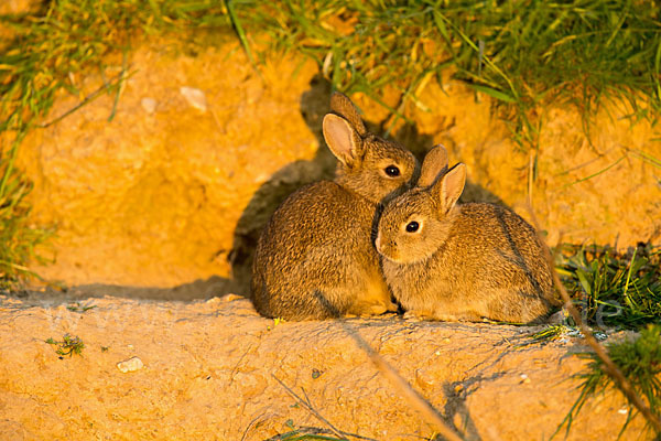 Wildkaninchen (Oryctolagus cuniculus)