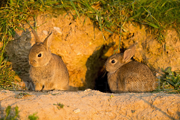 Wildkaninchen (Oryctolagus cuniculus)