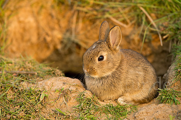 Wildkaninchen (Oryctolagus cuniculus)