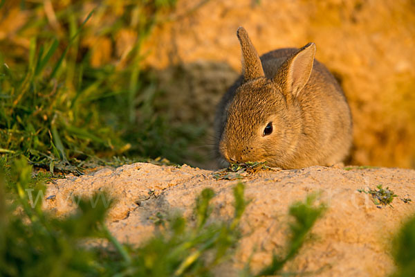 Wildkaninchen (Oryctolagus cuniculus)