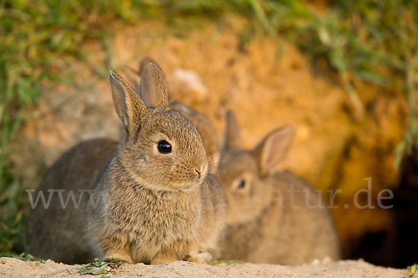 Wildkaninchen (Oryctolagus cuniculus)