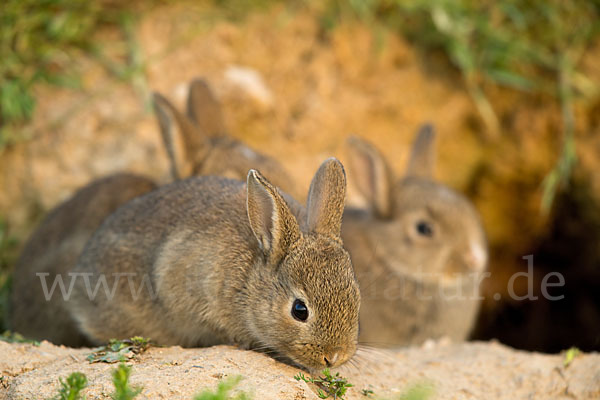 Wildkaninchen (Oryctolagus cuniculus)