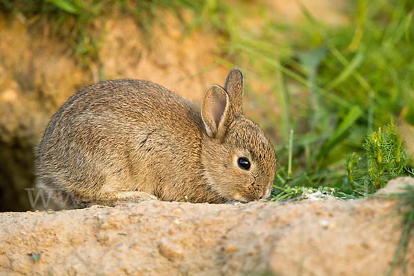 Wildkaninchen (Oryctolagus cuniculus)