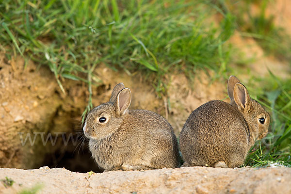 Wildkaninchen (Oryctolagus cuniculus)