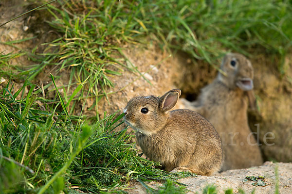 Wildkaninchen (Oryctolagus cuniculus)