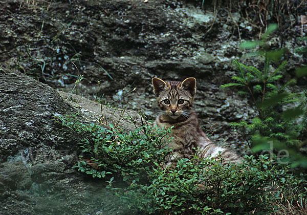 Wildkatze (Felis silvestris)