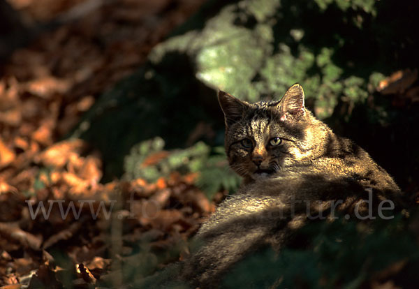 Wildkatze (Felis silvestris)