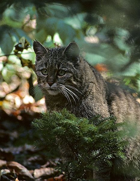 Wildkatze (Felis silvestris)