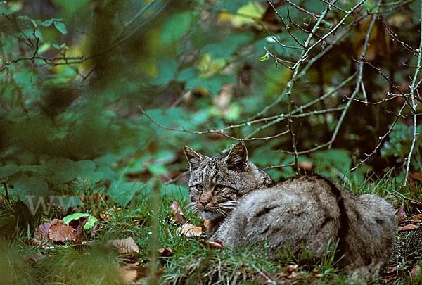 Wildkatze (Felis silvestris)