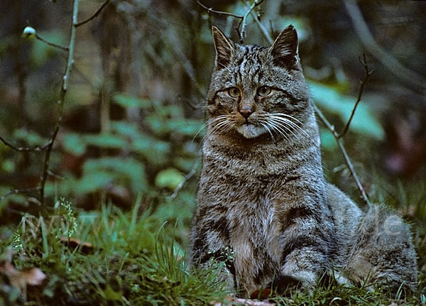 Wildkatze (Felis silvestris)