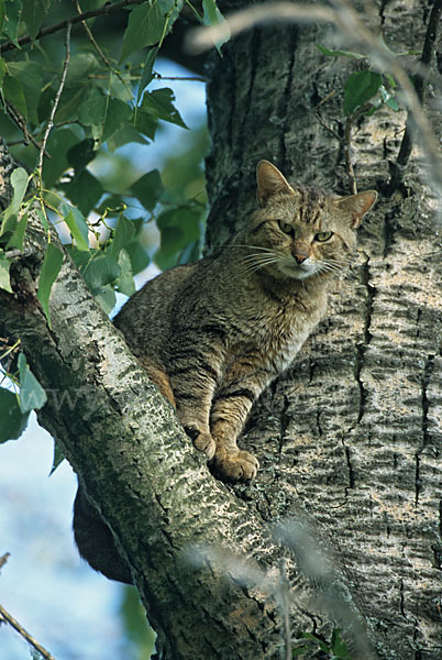 Wildkatze (Felis silvestris)