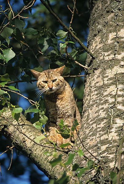 Wildkatze (Felis silvestris)