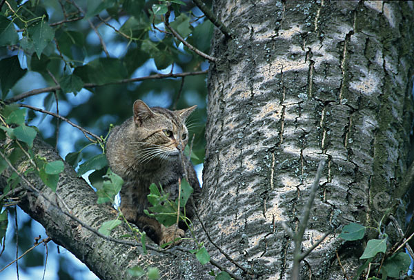 Wildkatze (Felis silvestris)