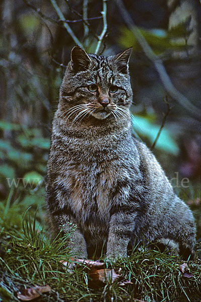 Wildkatze (Felis silvestris)