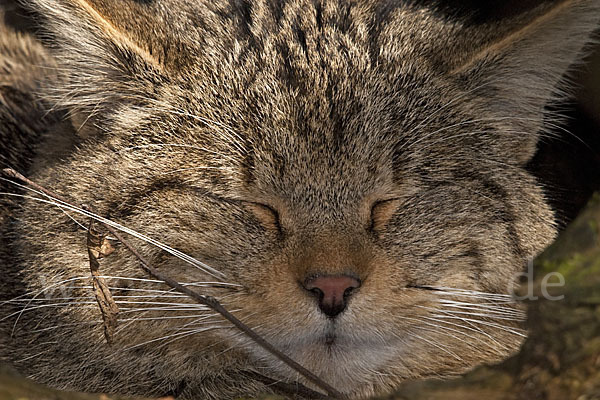 Wildkatze (Felis silvestris)