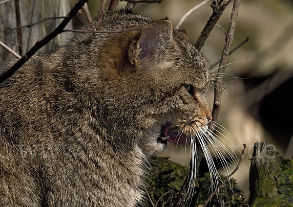 Wildkatze (Felis silvestris)