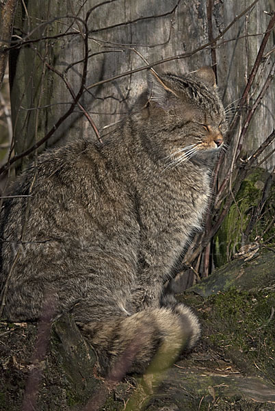 Wildkatze (Felis silvestris)