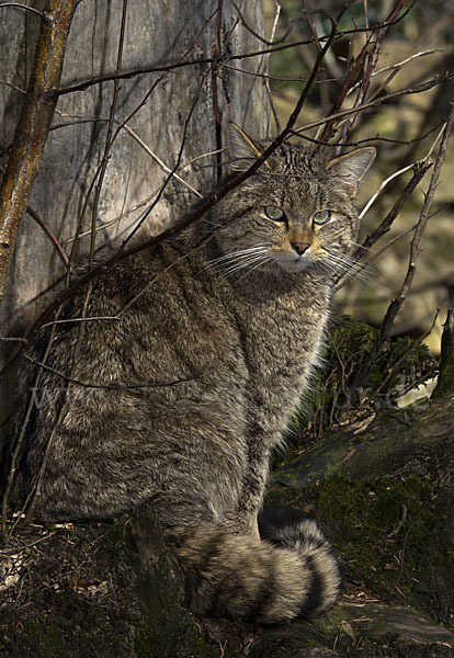 Wildkatze (Felis silvestris)