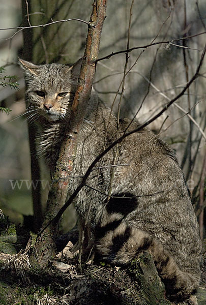 Wildkatze (Felis silvestris)