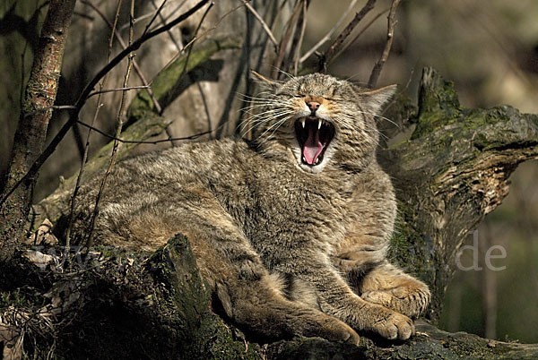 Wildkatze (Felis silvestris)