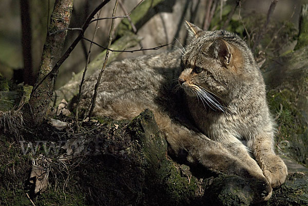 Wildkatze (Felis silvestris)