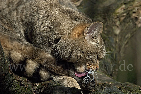 Wildkatze (Felis silvestris)