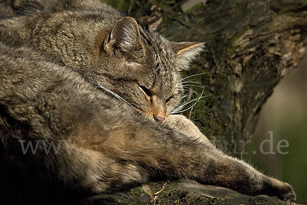 Wildkatze (Felis silvestris)